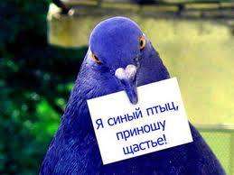 Twite.ru для реклами terehoff.com