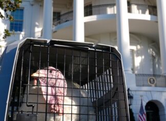 A verdade desagradável do Dia de Ação de Graças na Turquia: por que milhões acabam no lixo