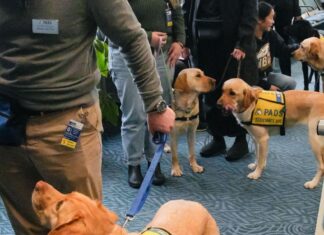 Bangkitnya Anjing Pembantu Palsu: Masalah yang Berkembang dalam Perjalanan Udara